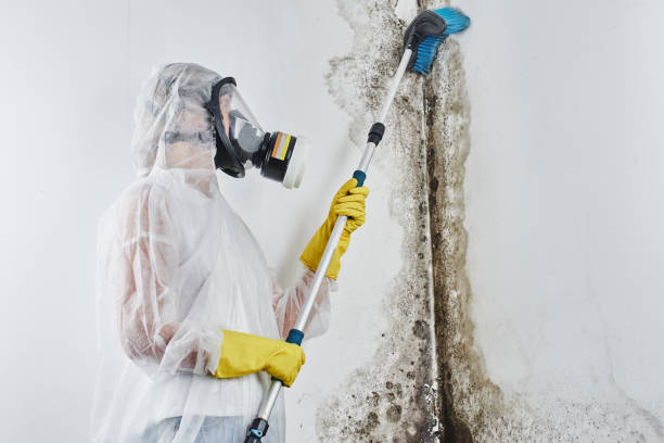 Best Asbestos and Lead Testing During Mold Inspection in USA